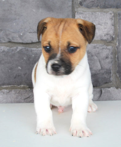 Jack Russel For Sale Millersburg OH Male-Sailor