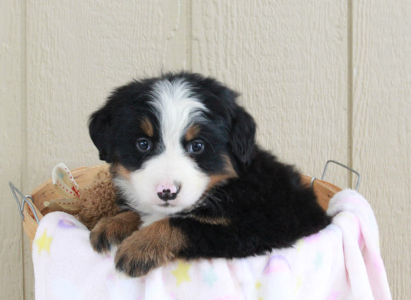 AKC Registered Bernese Mountain Dog For Sale Brinkhaven, OH Female- Lady