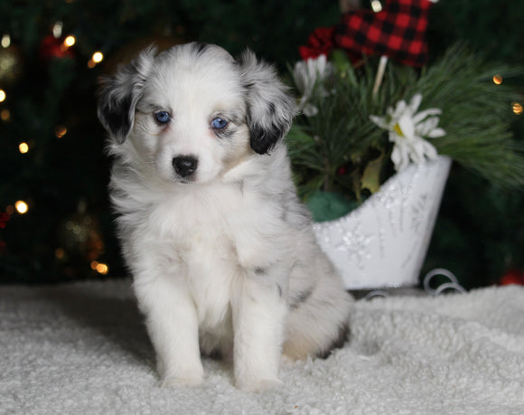 Mini Australian Shepherd For Sale Orrville OH Male-Winston