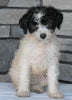 Mini Sheepadoodle For Sale Wooster OH -Female Daisy