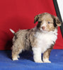 Mini Aussiedoodle For Sale Millersburg OH Female-Katy