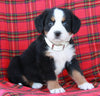 AKC Registered Bernese Mountain Dog For Sale Sugarcreek OH Female-Ally