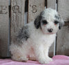 AKC Registered Moyen Poodle For Sale Wooster OH Female- Missy