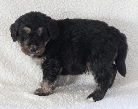 Bernedoodle For Sale Dundee OH Male-Dasher