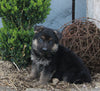 AKC Registered German Shepherd For Sale Millersburg OH Male-Trevor
