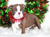 AKC Registered Boston Terrier For Sale Wooster, OH Male- Felix