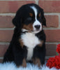 AKC Registered Bernese Mountain Dog For Sale Sugarcreek OH Male-Corey
