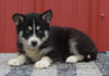 Pomsky Puppy For Sale Wooster OH -Female Daisy