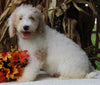F1BB Mini Labradoodle For Sale Millersburg OH Male-Edward