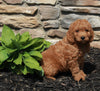 Mini Goldendoodle For Sale Sugarcreek OH Male-Chase