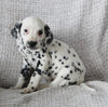 AKC Registered Dalmatian For Sale Wooster OH Female-Amy