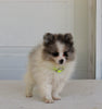 Pomeranian For Sale Fredericksburg OH Male-Dante