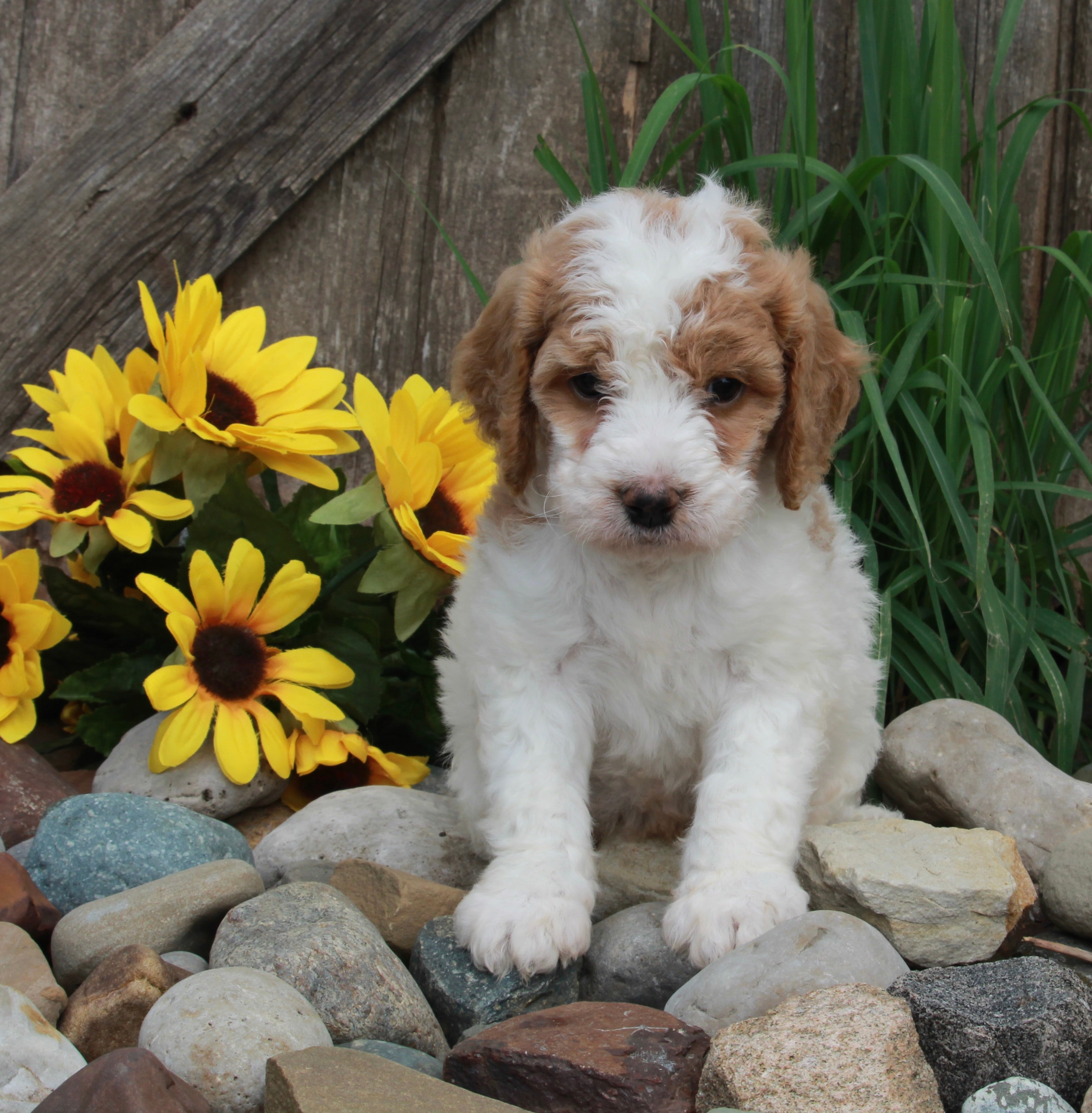 Medium F1BB Goldendoodle For Sale Millersburg OH Male-Don – AC Puppies LLC