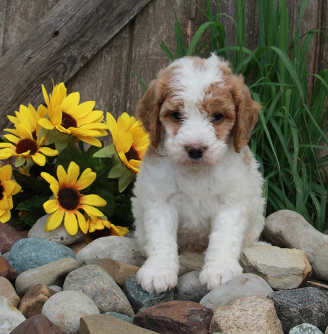 Medium F1BB Goldendoodle For Sale Millersburg OH Male-Don