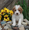 Medium F1BB Goldendoodle For Sale Millersburg OH Male-Don