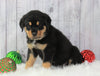 AKC Registered Rottweiler For Sale Holmesville, OH Male- Trevor