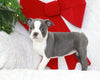 AKC Registered Boston Terrier For Sale Warsaw, OH Female- Emmeline