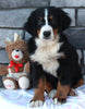 AKC Registered Bernese Mountain Dog For Sale Brinkhaven OH Female-Blaire