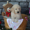 AKC Registered Golden Retriever For Sale Brinkhaven OH Female-Lilly