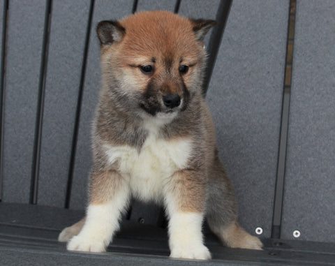AKC Registered Shiba Inu For Sale Millersburg, OH Male- Dusty