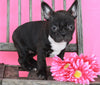 Frenchton For Sale Wooster OH Female-Bella