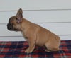 AKC Registered French Bulldog For Sale Millersburg OH Female-Pearl