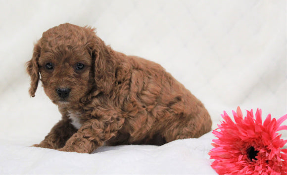 Cockapoo For Sale Millersburg, OH Female- Ava