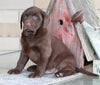 ACA Registered Labrador Retriever For Sale Sugarcreek OH Male-Buddy