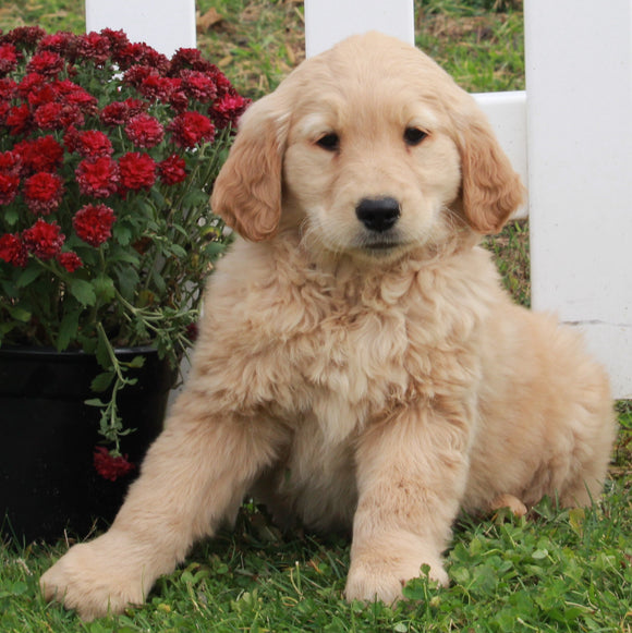 AKC Registered Golden Retriever For Sale Fredericksburg OH Female-Belle