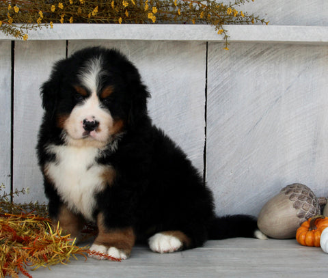 AKC Registered Bernese Mountain Dog For Sale Millersburg OH Male-Buster