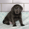 AKC Registered  Labrador Retreiver For Sale Sugarcreek OH Male- Sparky