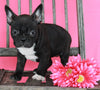 Frenchton For Sale Wooster OH Female-Bella