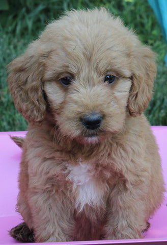 Mini Goldendoodle For Sale Millersburg OH Female-Patty