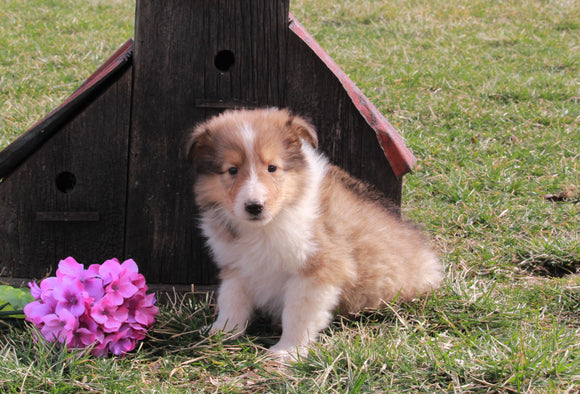 AKC Registered Collie (Lassie) For Sale Fredericksburg, OH Male- Marty