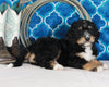Bernedoodle For Sale Sugarcreek OH Male-Rocky