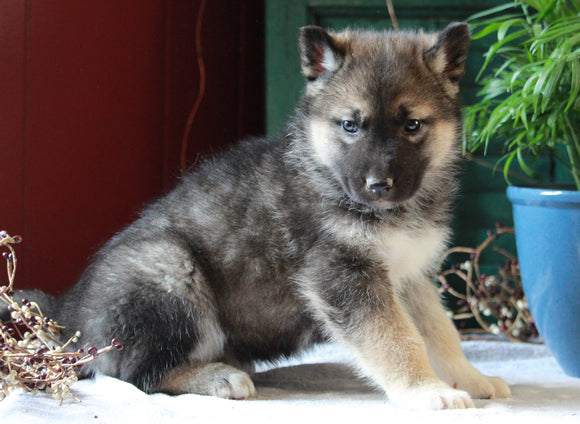 German Shepherd/ Siberian Husky Mix For Sale Millersburg, OH Male- Max