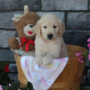 AKC Registered Golden Retriever For Sale Brinkhaven OH Female-Lilly
