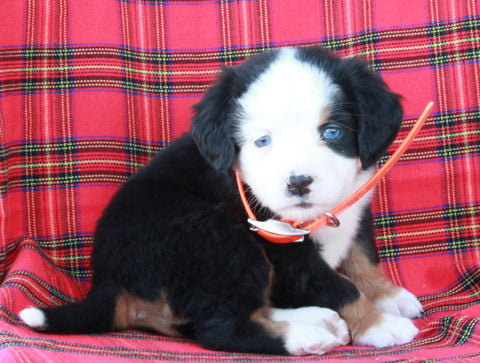 AKC Registered Bernese Mountain Dog For Sale Sugarcreek OH Female-Adele