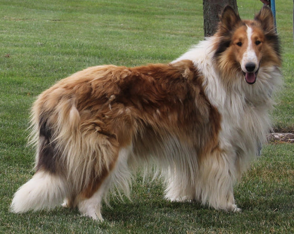 AKC Registered Lassie Collie For Sale Millersburg OH Male-King Larry