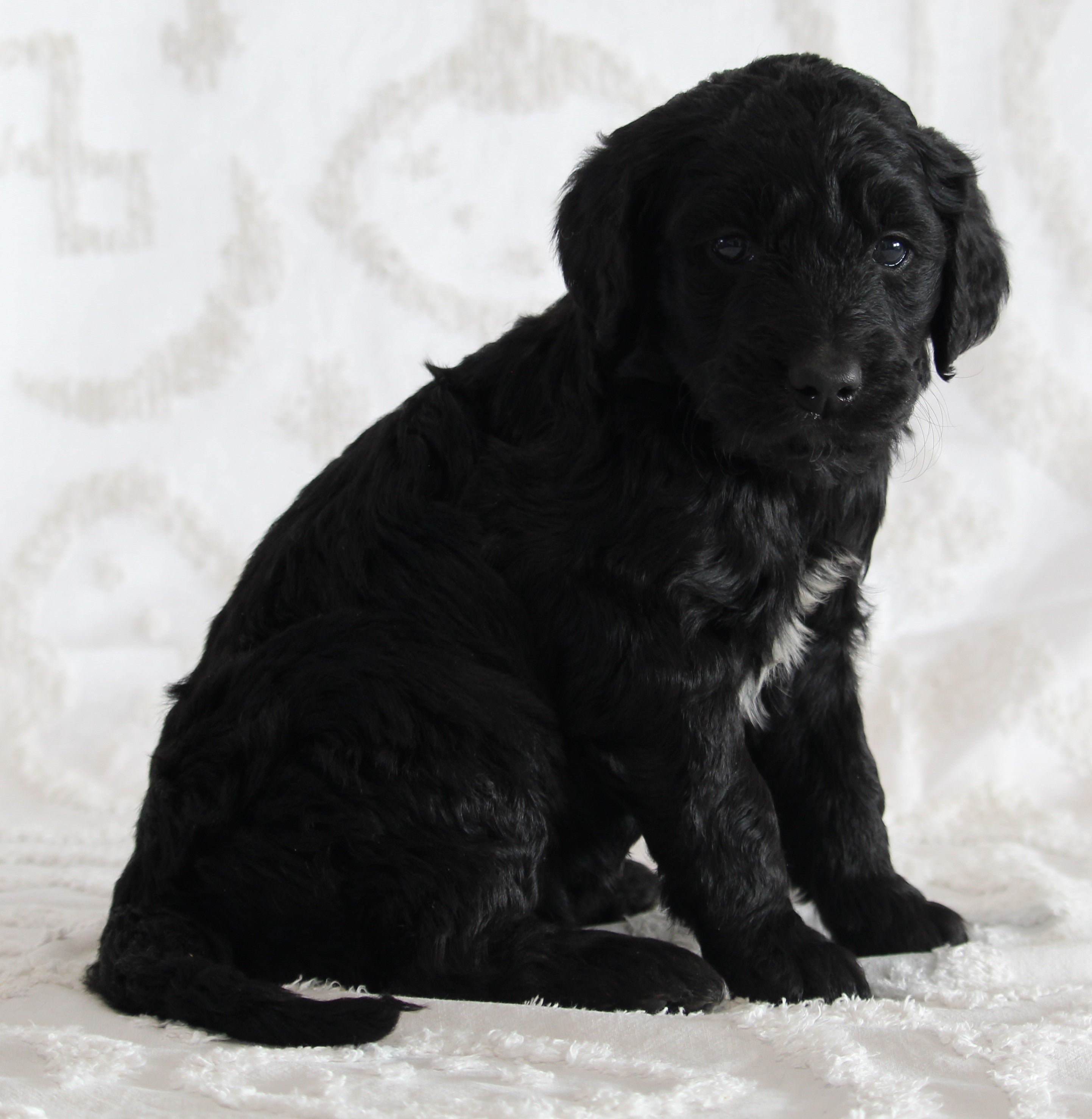 Standard Goldendoodle For Sale Sugarcreek OH Female Ivy AC Puppies LLC Standard Goldendoodle For Sale Sugarcreek OH Female Ivy AC Puppies LLC