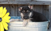 ACA Registered German Shepherd For Sale Millersburg, OH Female- Abby