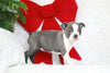 AKC Registered Boston Terrier For Sale Warsaw, OH Female- Emmeline