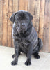 AKC Registered Cane Corso For Sale Wooster OH Female-Doja