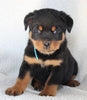 Rottweiler For Sale Fredericksburg OH Male-Tyson