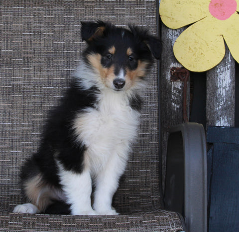 Collie Lassie For Sale Fredericksburg OH Female-Riley