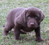 ACA Registered Labrador Retriever For Sale Sugarcreek OH Male-Tucker