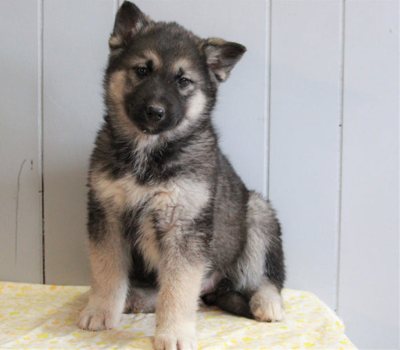 German Shepherd/ Siberian Husky Mix For Sale Millersburg, OH Female- Luna