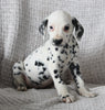 AKC Registered Dalmatian For Sale Wooster OH Female-Amy