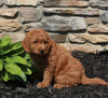 Mini Goldendoodle For Sale Sugarcreek OH Male-Chase