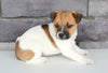 Jack Russel For Sale Millersburg OH Male-Sailor